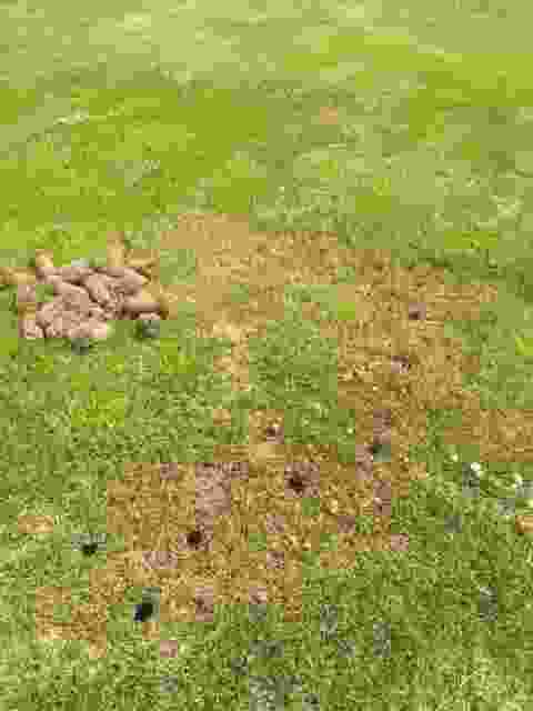 This image is of a fairy ring impacted lawns where we was started a remedial lawn treatment service removing soil plugs and applying wetting agents