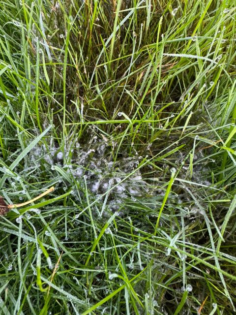 5 Vital Winter Lawn Care Tasks - Act Now