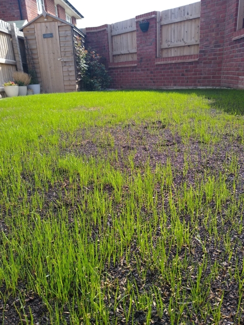 5.5 Reasons Not To Use A Lawn Treatment Service