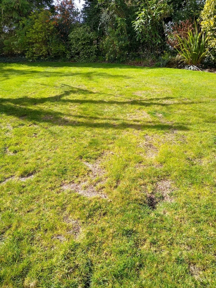 This image shows an area of lawn in need of lawn repair due to bare areas of poor grass