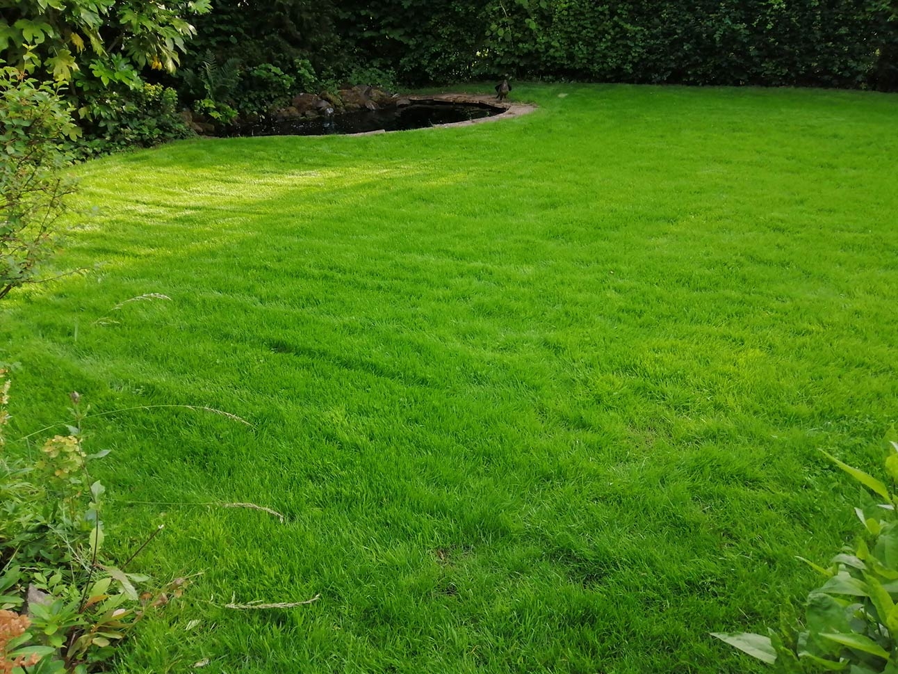 Lawn Restoration - After