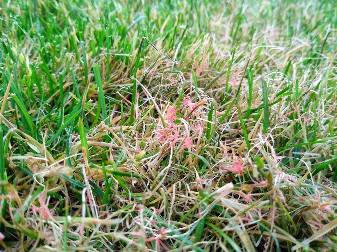 Red Thread Infested Lawn