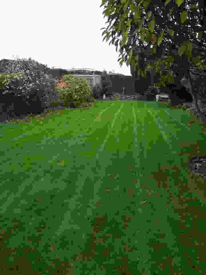 This image is of a lawn following an annual aeration lawn service 