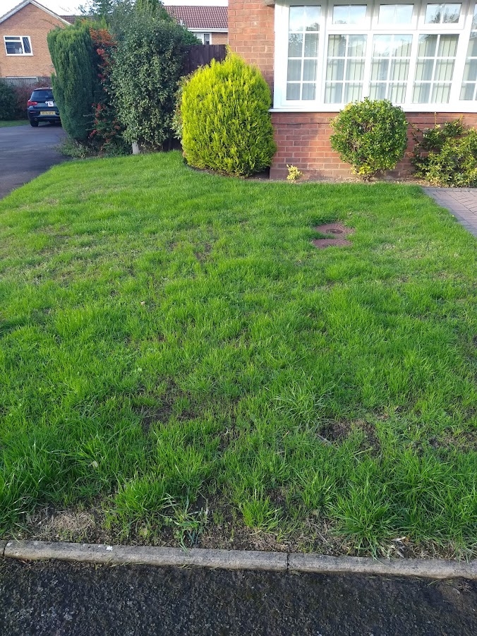 This image shows the results of an overseeded lawn from lawn experts as part of our lawn care services