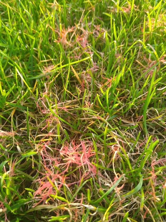 What Is Red Thread?, Weed and Disease Identification Tips