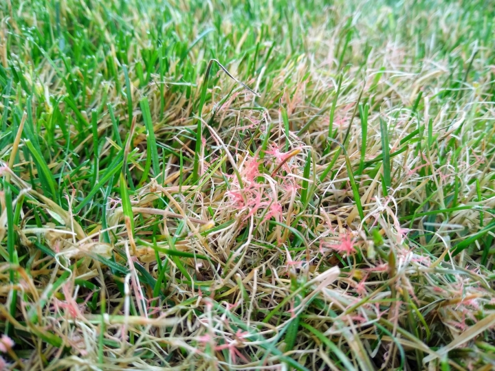 This image shows the need for treatment for red thread in lawns. As lawn experts this is quite straightforward to deal with