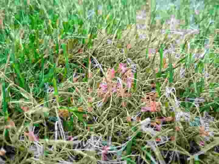 This image shows the need for treatment for red thread in lawns. As lawn experts this is quite straightforward to deal with