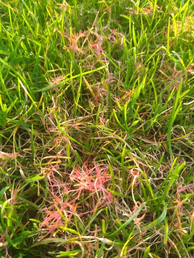 This image is a close up of grass suffering from red thread. This can be rectified with a lawn treatment service