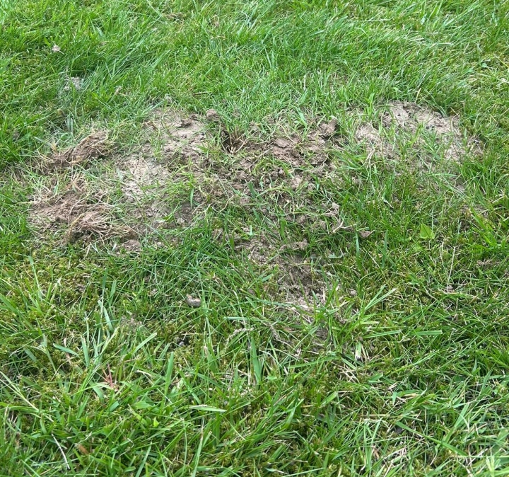 This image is of an ant nest in a lawn