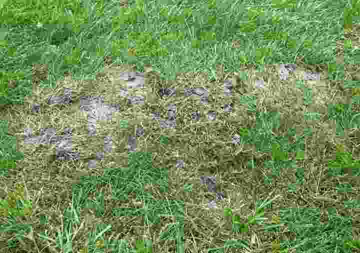 Ants in a lawn | Kingsbury Lawn Care