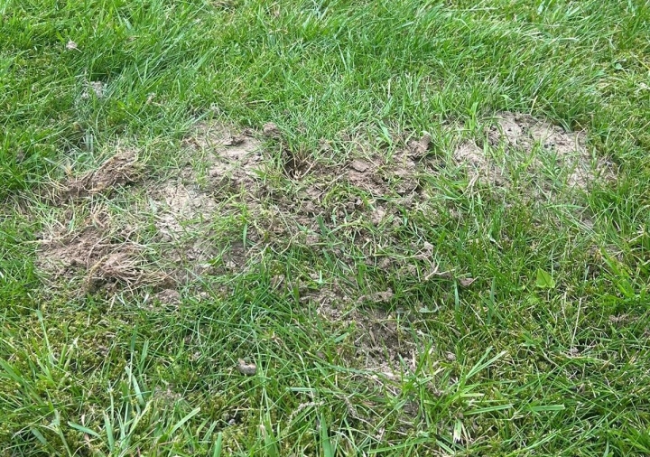 Ants in a lawn | Kingsbury Lawn Care