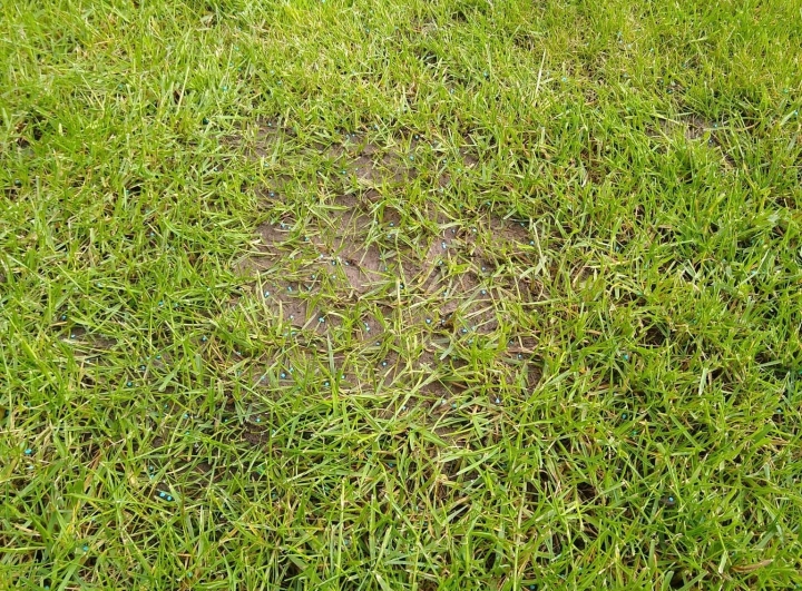 A close up on an ant mound in a lawn | Kingsbury Lawn Care