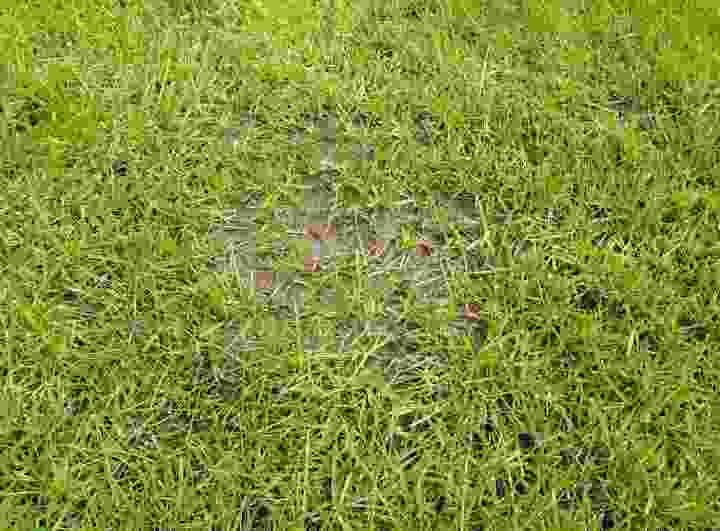 The image shows soil brought to the surface over time by ants in a lawn