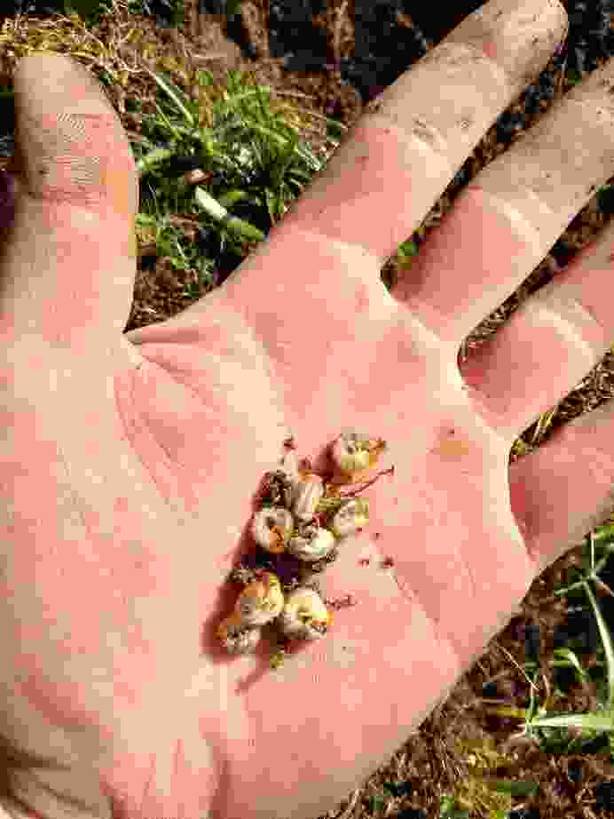 Chafer grubs after being removed from a lawn