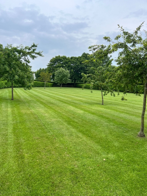 Top 6 Summer Lawn Care Challenges and Solutions!