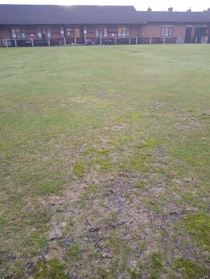 Kingsbury Lawn Care | Image of thatchy, thin bowling green in need of dethaching and fertilisation 
