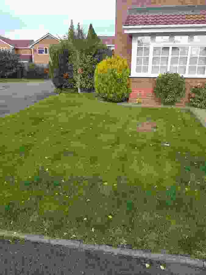 This image shows the results from our lawn renovation service