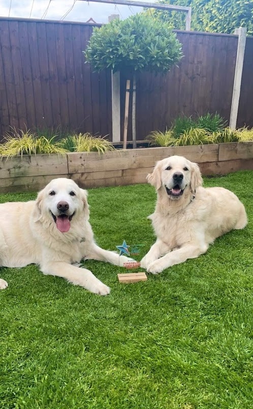 This image is of two lovely dogs on a lawn with a Kingsbury Lawn Care award!