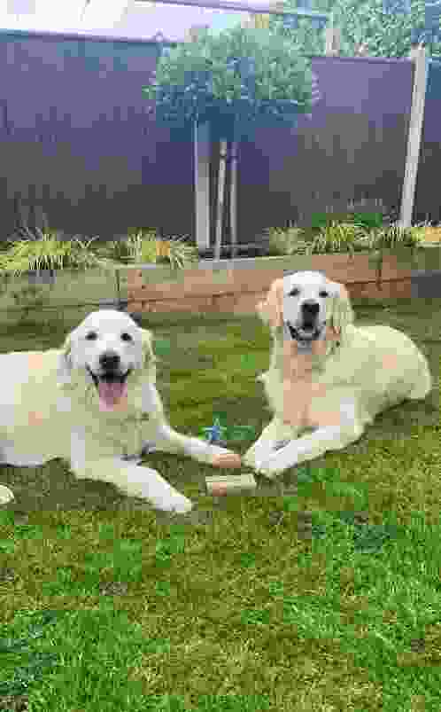 This image is of two lovely dogs on a lawn with a Kingsbury Lawn Care award!