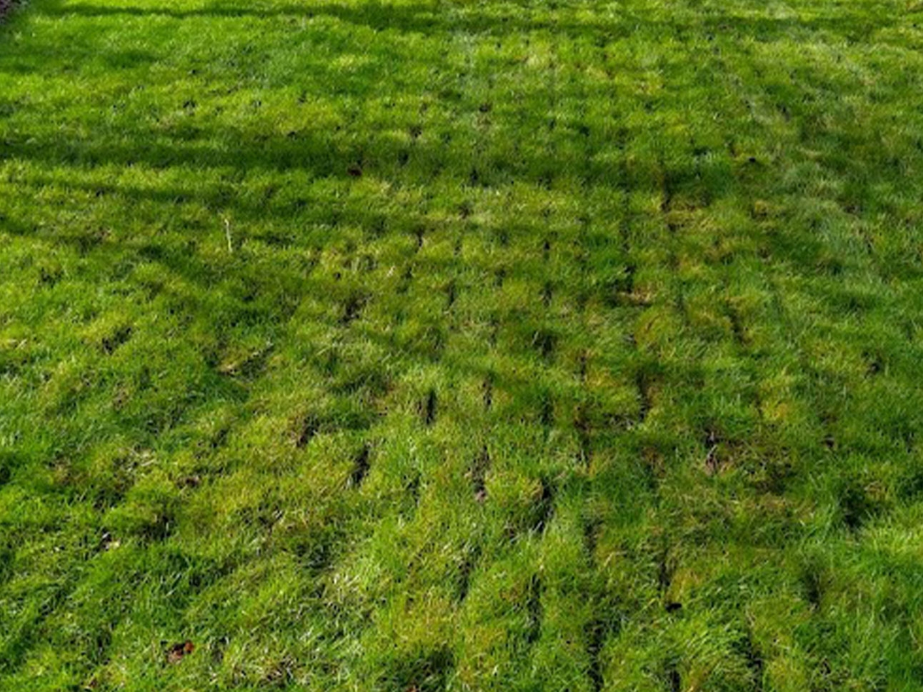 Aeration Service - Before