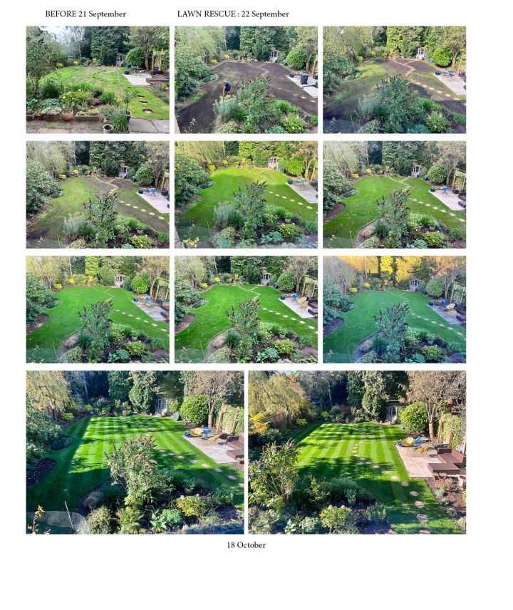 Stages of lawn overseeding | Kingsbury Lawn Care