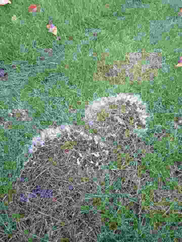 Fusarium disease impacting in a lawn