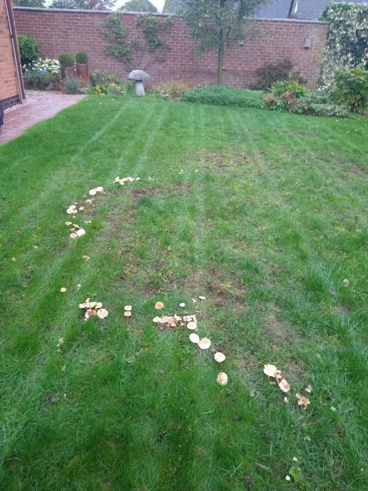 This image is of a lawn in need of repair due to fairy rings. The lawn has dead patches and mushrooms