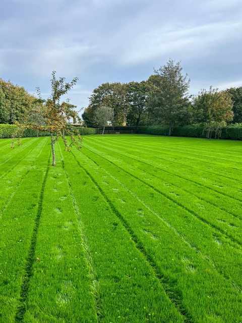 Returfing vs. Renovation - Why Choose a Lawn Renovation