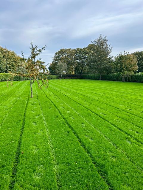 Returfing vs. Renovation - Why Choose a Lawn Renovation