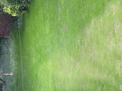 How to Fix a Patchy Lawn After a Dry Summer