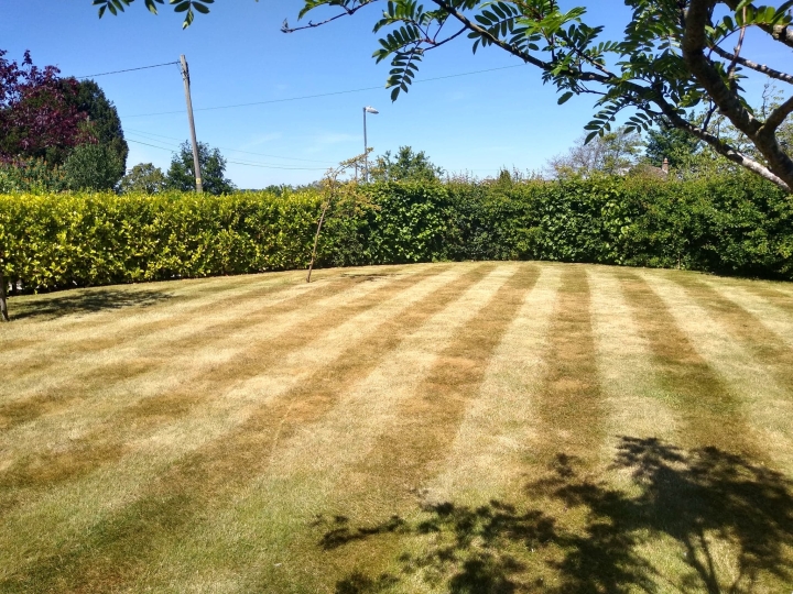 This image is of a lawn which benefits from our lawn services but is struggling for colour due to the drought conditions. The grass is still thick but brown 