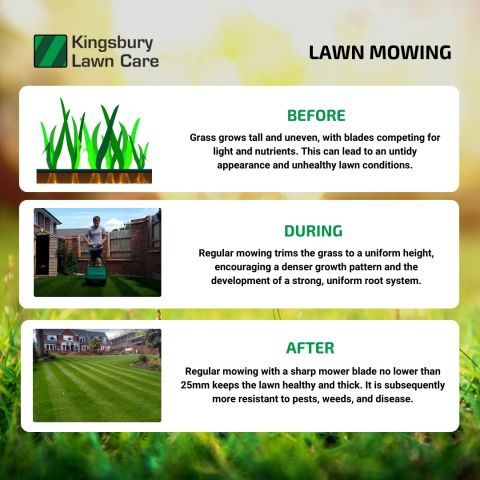 5.5 Reasons Not To Use A Lawn Treatment Service