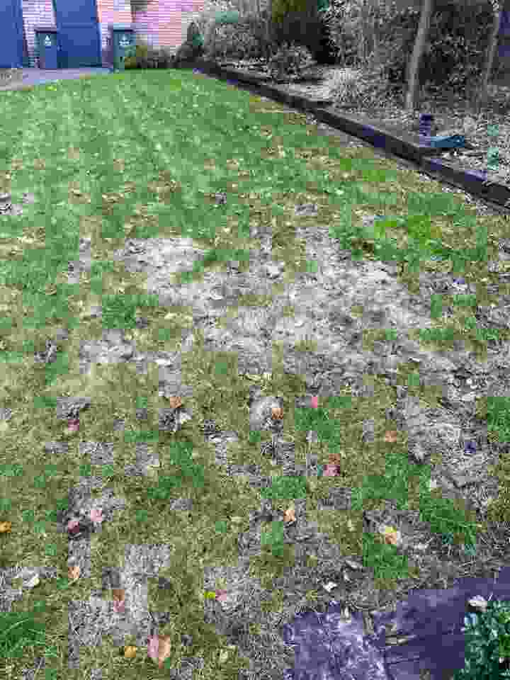 A lawn which has gone patchy due to leaves not being cleared 