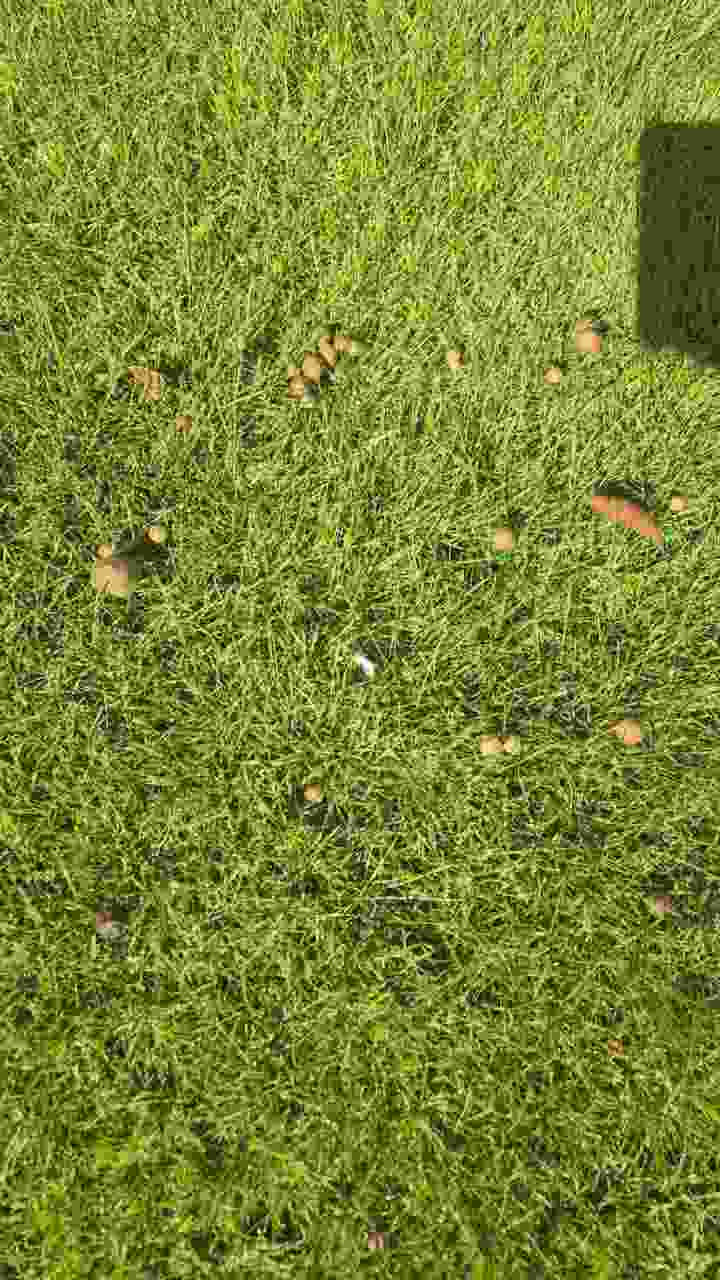 Mushrooms within a lawn | Kingsbury Lawn Care