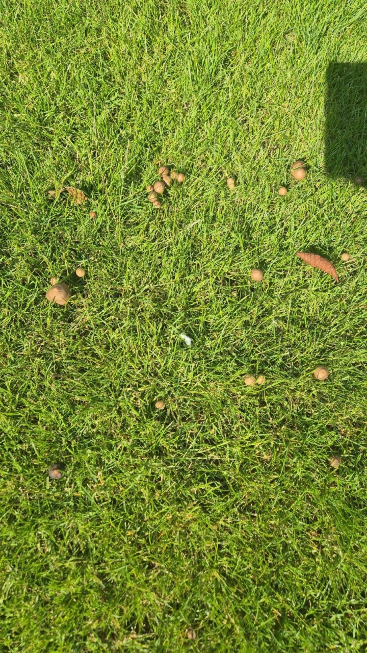 Mushrooms within a lawn | Kingsbury Lawn Care