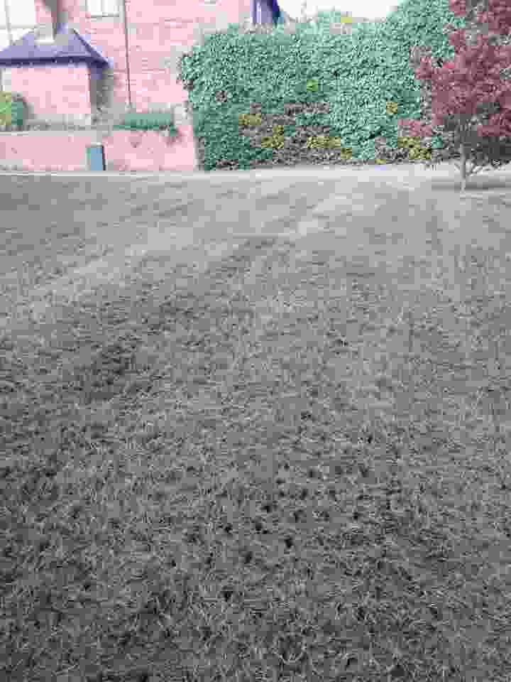 This image is of a lawn which has already undergone scarification and has also been aerated. The aeration holes are clear from the image with a hedge in the background