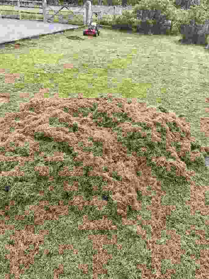 This image is of a lawn undergoing a lawn renovation. A scarifier can be seen in the distance with a mound of renovation thatch created on the lawn