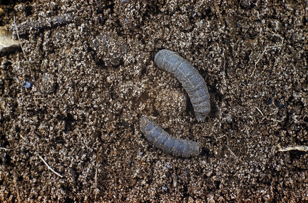 Leatherjackets in a lawn