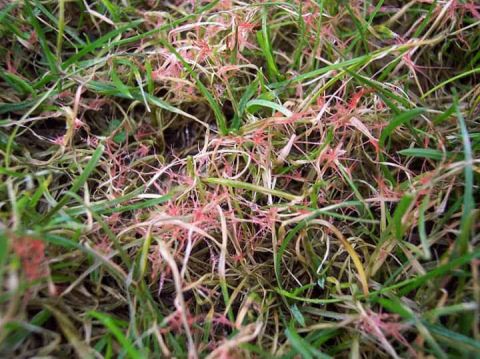 Red Thread Lawn Disease: Causes, Treatment & Summer Prevention Guide