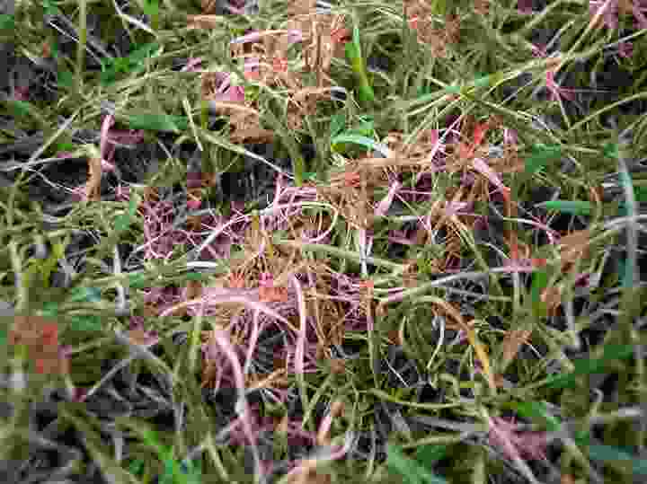 Red thread disease in a lawn