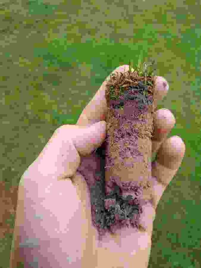 This image is of a core of soil removed from the ground highlighting how dry is it under this lawn. Lawn maintenance programmes are advisable 
