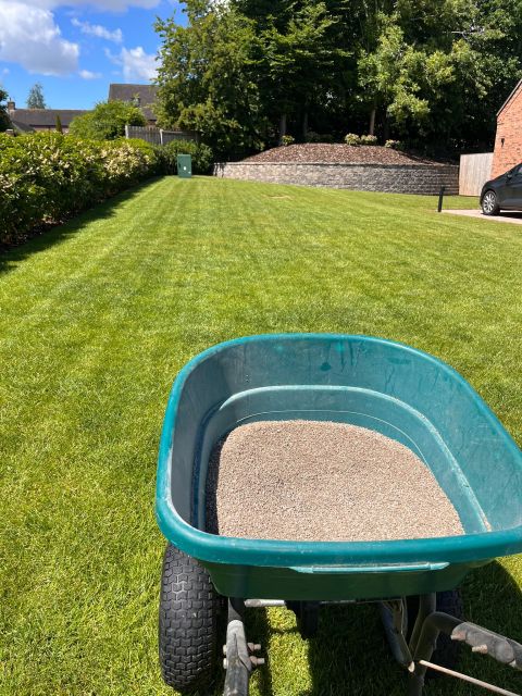 Red Thread Lawn Disease: Causes, Treatment & Summer Prevention Guide